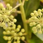 Natur und heilen